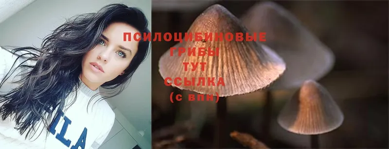 Псилоцибиновые грибы MAGIC MUSHROOMS  OMG зеркало  Емва  купить закладку 